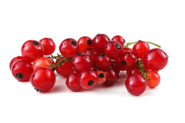 Red currant