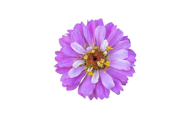 Flowers are separate on a white background. There are red, pink, yellow, purple, and white  zinnia flowers.