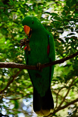 Edelpapagei