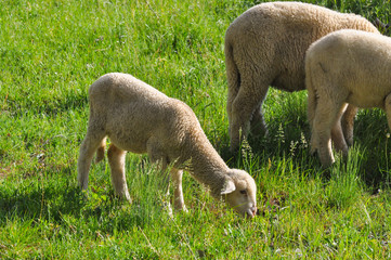 Obraz na płótnie Canvas Sheeps on the meadow on green grass. Spring lamb grazing with a sheeps on a meadow