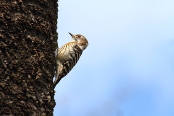 Japanese Pygmy Woodpecker (Dendrocopos kizuki nippon) - コゲラ