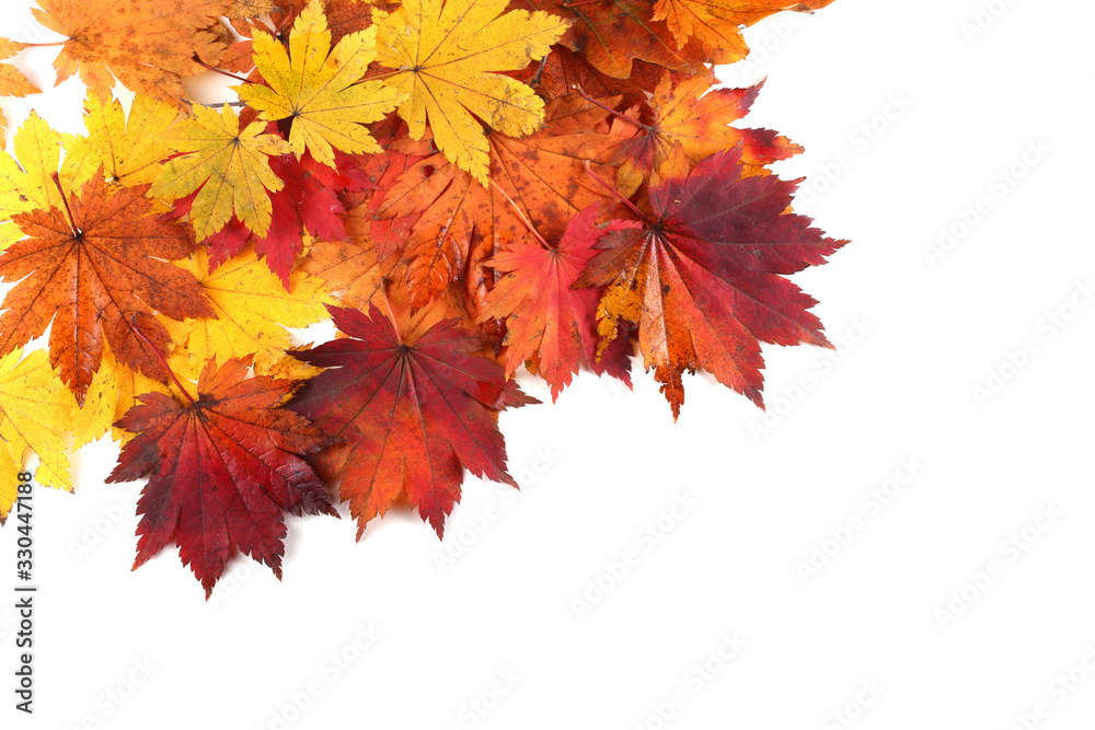 Wall mural autumn maple leaves background