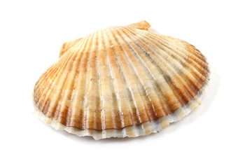 Scallop
