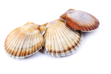 Three scallops