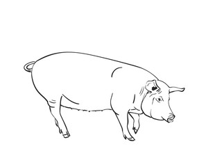 Pig vector sketch, Hand drawn linear illustration