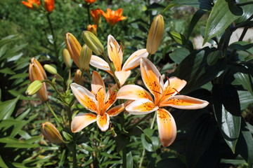 Obraz premium Orange lilies
