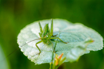 Grasshopper nymph with long mustache sits on a leaf