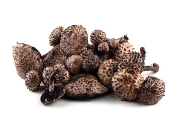 Strobilomyces strobilaceus (