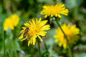 Hoverfly collects nectar on dandelion flowers