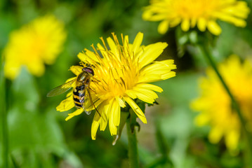 Hoverfly collects nectar on dandelion flowers