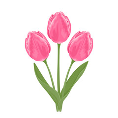 Vector pink tulips. Bouquet of three beautiful spring flowers with green stems and leaves Isolated on a white background. Festive flower illustration in cartoon flat style.