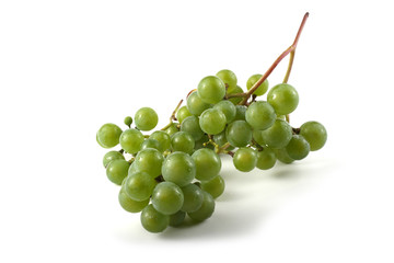 White wine grape