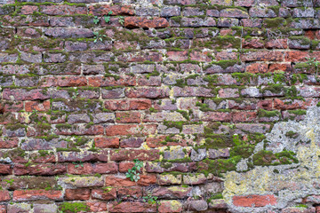 Old brick wall crumbling from old age with crumbling bricks and a binder solution with green moss...