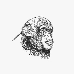 Young chimpanzee portrait, isolated vector sketch, Hand drawn illustration