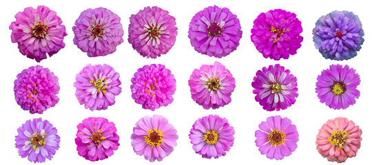 Flowers are separate on a white background. There are red, pink, yellow, purple, and white  zinnia flowers.