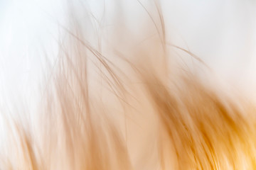 Blurry abstract background of smooth straight bends of orange color inspired by fur and flame.