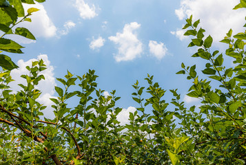 Young leaf of mulberry and blue sky