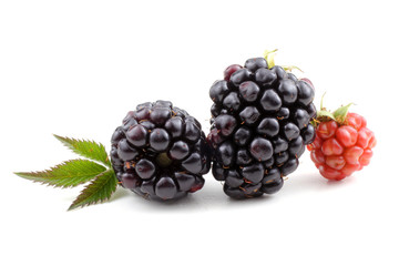 Ripe and unripe blackberries and leaf