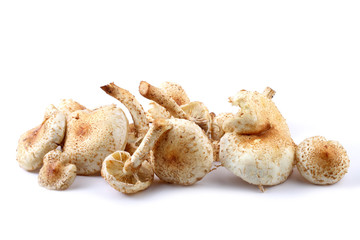 Honey agaric mushrooms (Pholiota squarrosa variety)