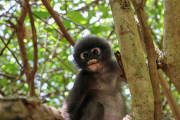 Dusky Langur Spectacled Langur In the Mu Ko Lanta National Park, Krabi, Thailand