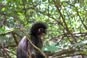 Dusky Langur Spectacled Langur In the Mu Ko Lanta National Park, Krabi, Thailand