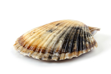 Scallop