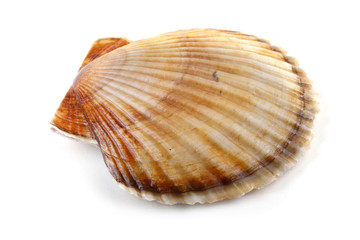 Scallop
