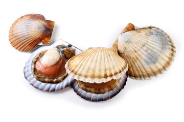 Opened and closed scallops