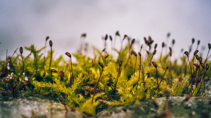 Nature beauty