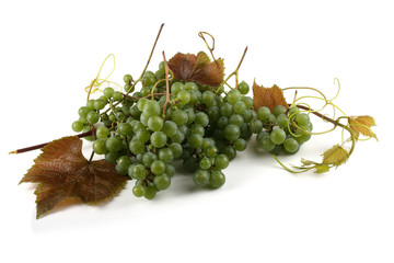 Wine grape on leaves