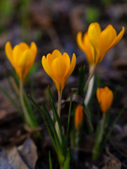 Yellow crocuses in the early spring at the cottage