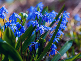 Blue flowers of the Scilla Squill blooming in April. Bright spring flower on Scilla Bifolia closeup - Bluebells in a spring forest, macro shot with green soft light and blurred background.