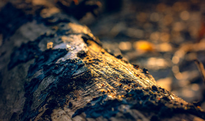 Nature beauty