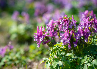 Naklejka premium flowers of spring fumewort. Corydalis solida