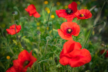 Fototapeta premium red poppies in a field