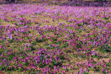 flowers of spring fumewort. Corydalis solida