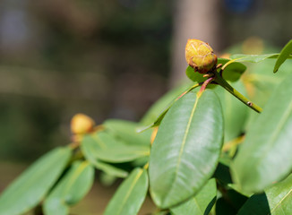 Spring is coming. Tree branch with buds growing on a blurred background