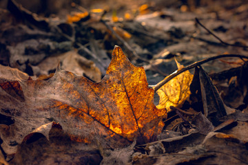 Nature beauty