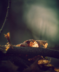 Nature beauty