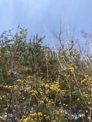 field of yellow flowers