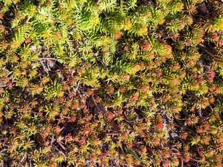 Beautiful green moss on the floor, moss closeup, macro. Beautiful background of moss for wallpaper