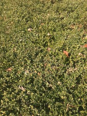 autumn leaves in the garden