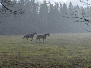 Obraz na płótnie Canvas landscape with horse silhouettes in a snowstorm