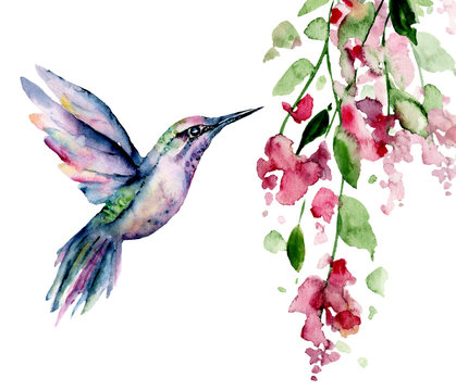 Flying hummingbird, watercolor illustration, tropical bird and flower isolated on white background, exotic, wild life clip art. Hand painting.