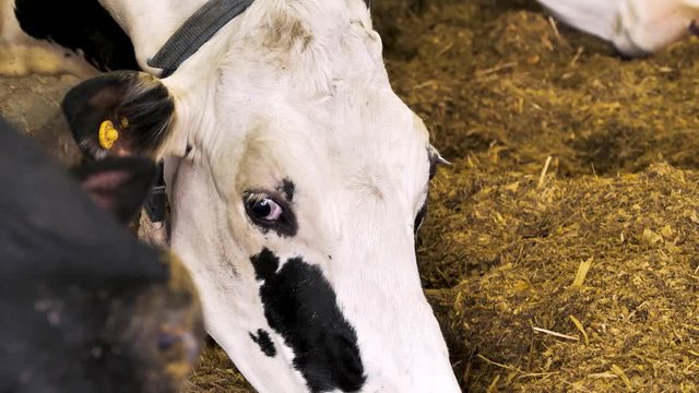 closeup muzzle of white cow with black marks chewing grass silage