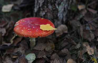 Toxic and hallucinogen mushroom Fly Agaric in grass on autumn forest background.