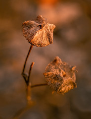 Nature beauty