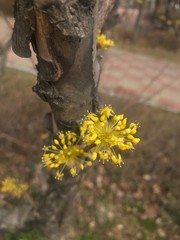 hand picking flowers in garden