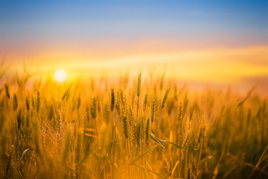 Golden wheat field with sunset background.