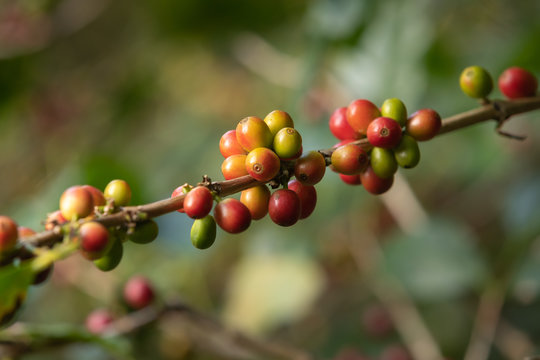 Kaffestrauch (Coffea arabica) in Costa Rica